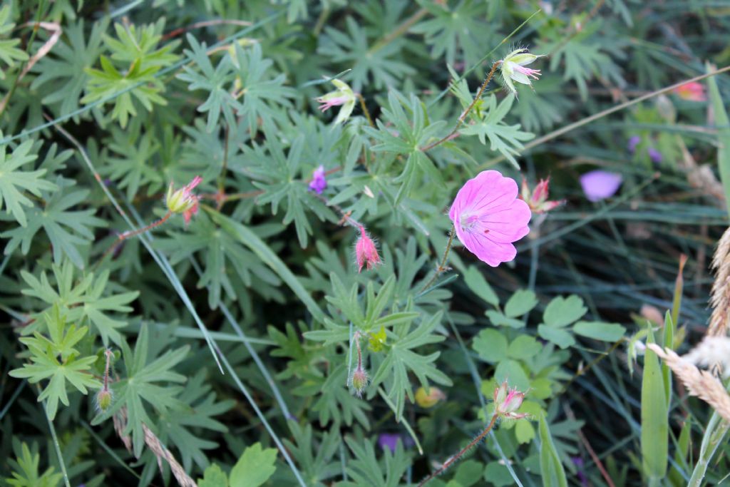 Geranium sanguineum